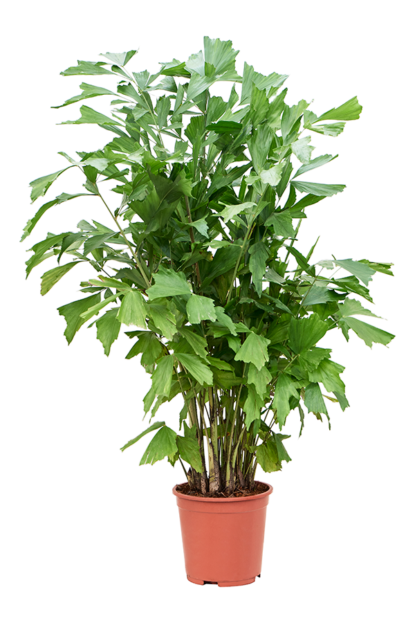 Caryota Mitis (120-140)