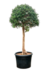 Podocarpus Macrophyllus