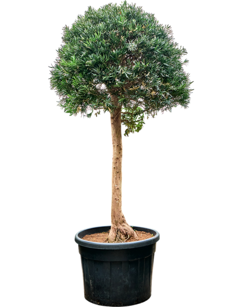Podocarpus