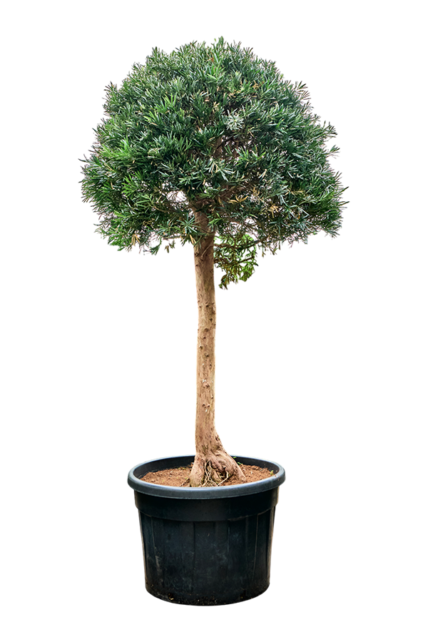 Podocarpus Macrophyllus