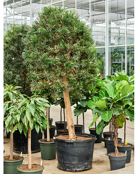 Podocarpus
