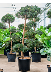 Podocarpus Macrophyllus