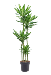 Dracaena Fragrans Cintho