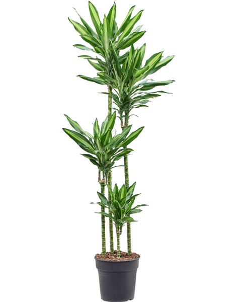 Dracaena
