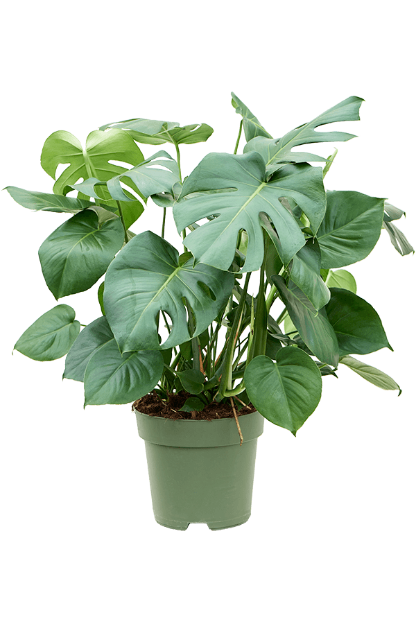 Monstera Deliciosa