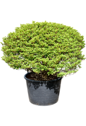 Enkianthus Perulatus