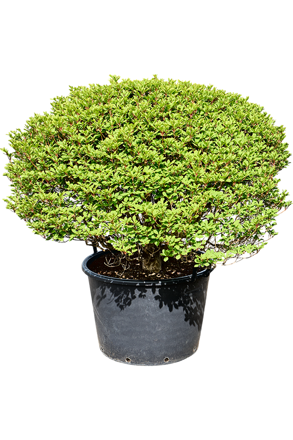 Enkianthus Perulatus