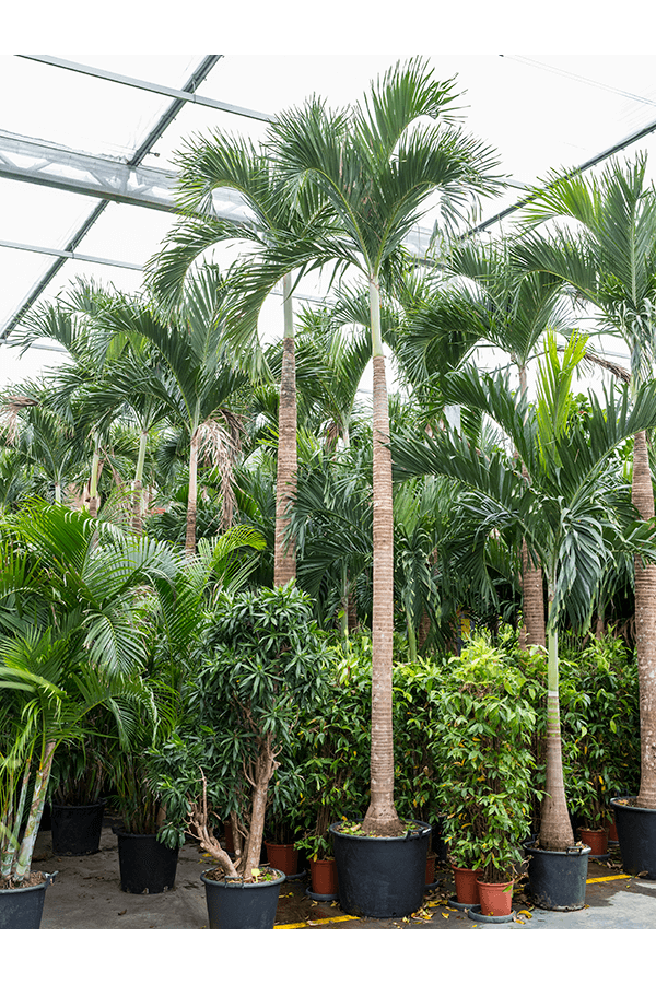 Veitchia (Adonidia) Merrillii