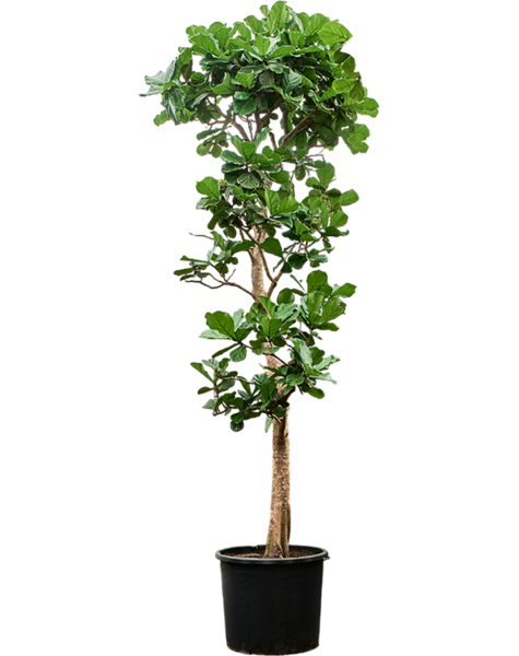Ficus
