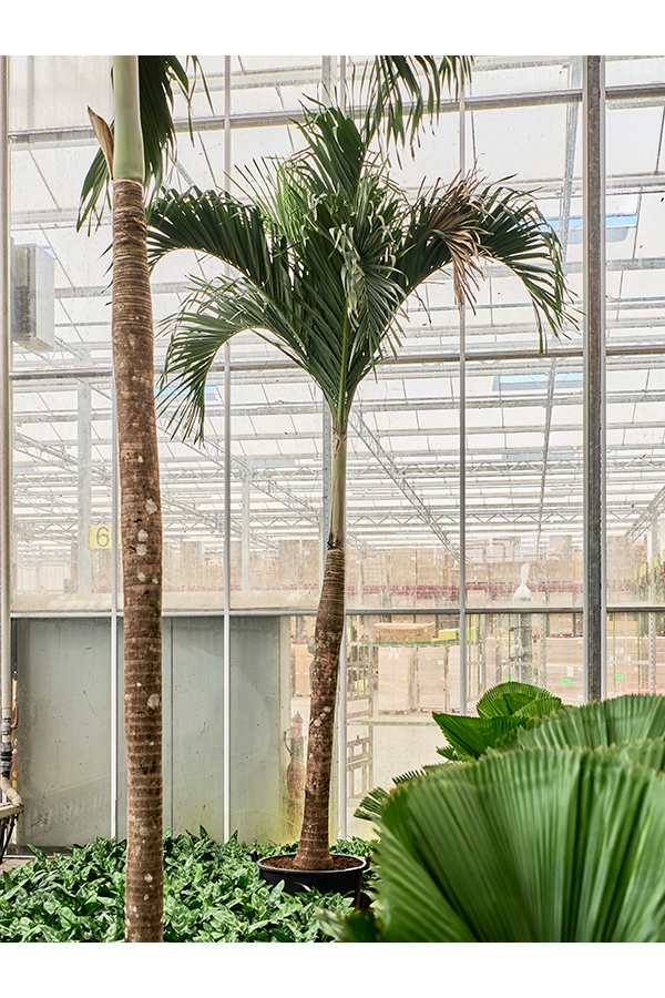 Veitchia (adonidia) Merrillii