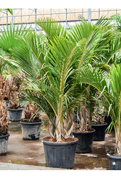 Hyophorbe Verschaffeltii (250-300)