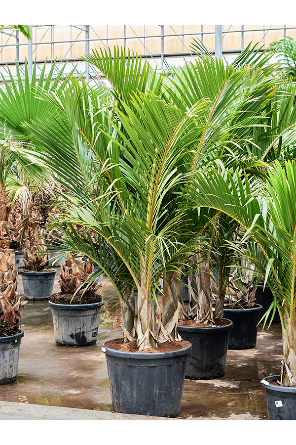 Hyophorbe Verschaffeltii (250-300)