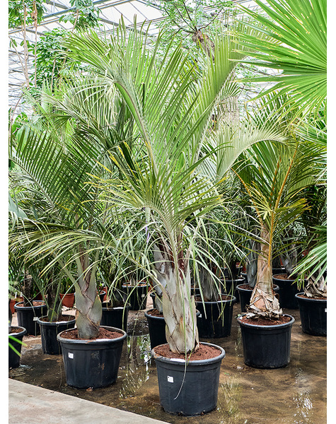 Neodypsis