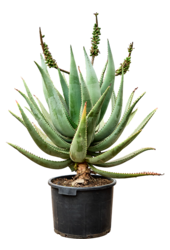 Aloe Caesia