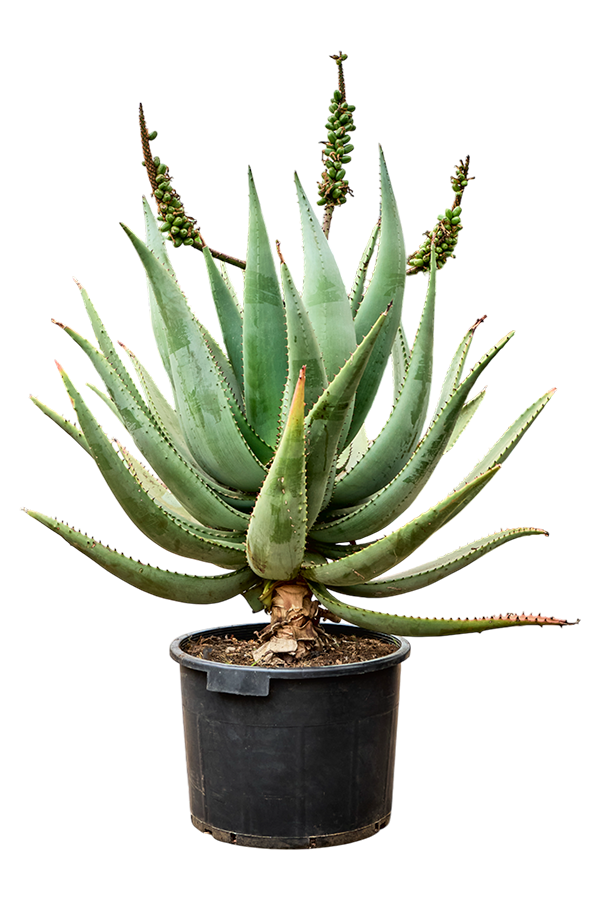 Aloe Caesia