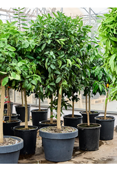 Citrus Aurantifolia Lime Verte