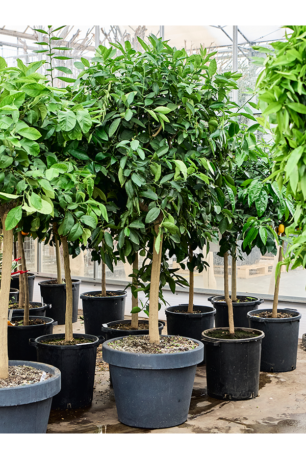 Citrus Aurantifolia Lime Verte