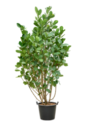 Clusia Rosea