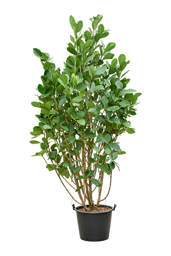 Clusia Rosea