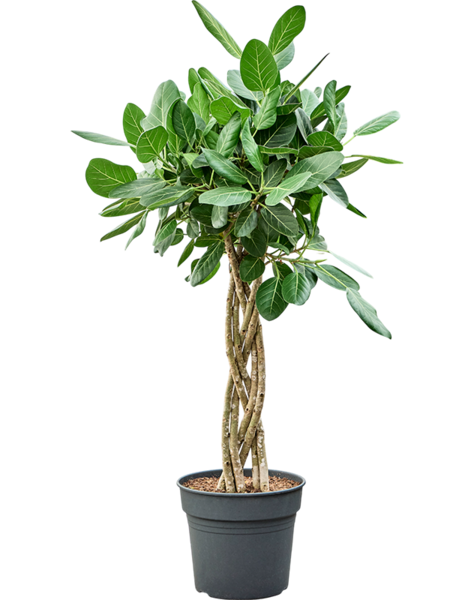 Ficus
