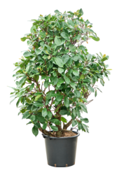 Ficus Cyathistipula