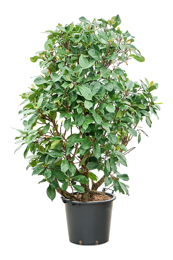 Ficus Cyathistipula