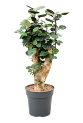 Polyscias (Aralia) Fabian