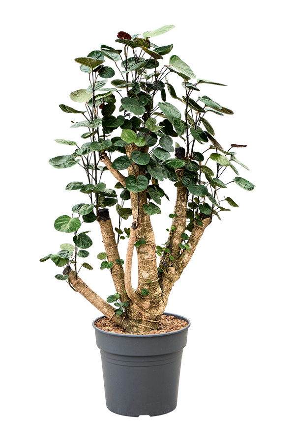 Polyscias (Aralia) Fabian