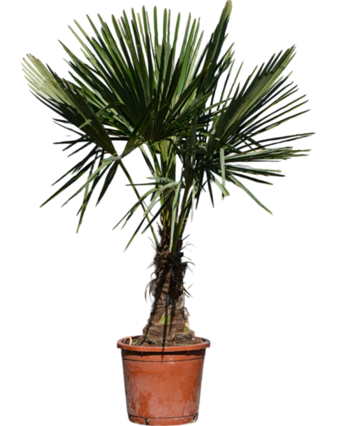 Trachycarpus