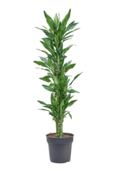 Dracaena Fragrans Burundii