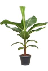 Musa Dwarf Cavendish