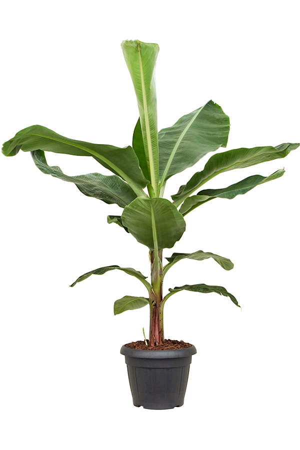 Musa Dwarf Cavendish