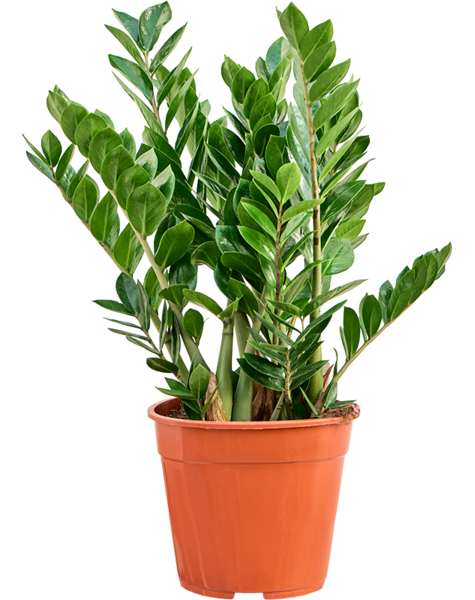 Zamioculcas