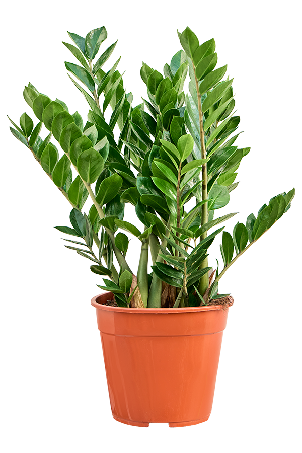 Zamioculcas Zamiifolia