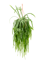 Lepismium Bolivianum