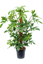 Philodendron Pedatum