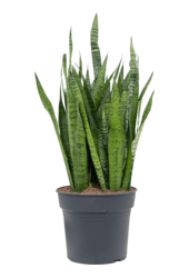 Sansevieria Zeylanica