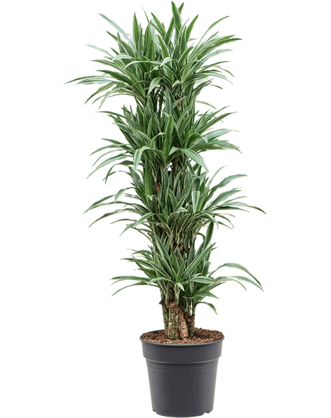 Dracaena
