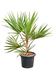 Latania Lontaroides (120-160)