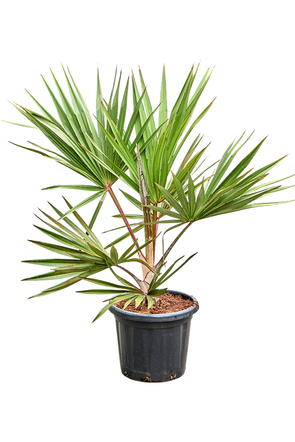 Latania Lontaroides (120-160)