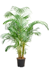 Dypsis (Areca) Lutescens