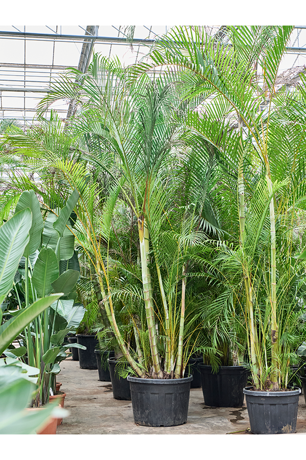 Dypsis (Areca) Lutescens