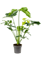 Philodendron Green Wonder