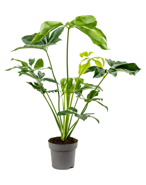 Philodendron