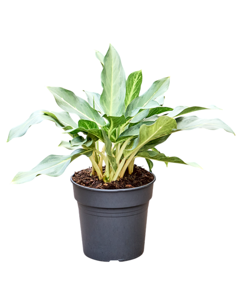 Aglaonema