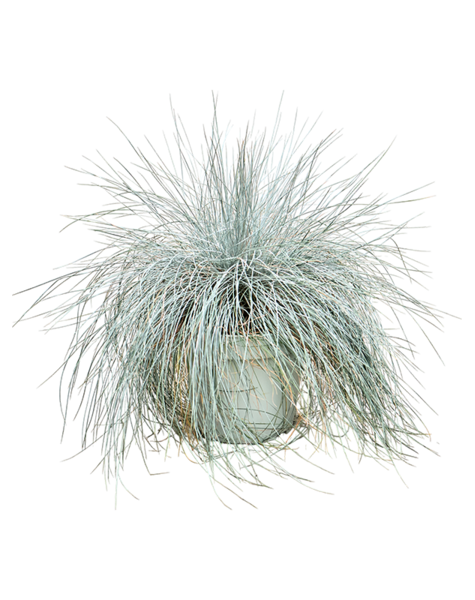 Festuca