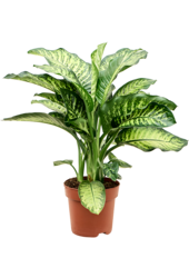 Dieffenbachia Seguine Maroba