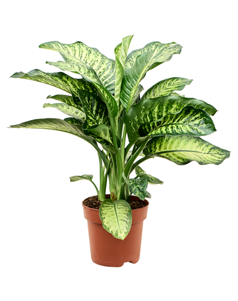 Dieffenbachia