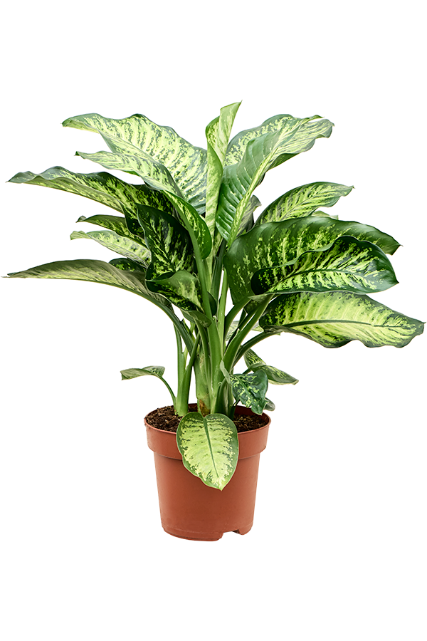 Dieffenbachia Seguine Maroba