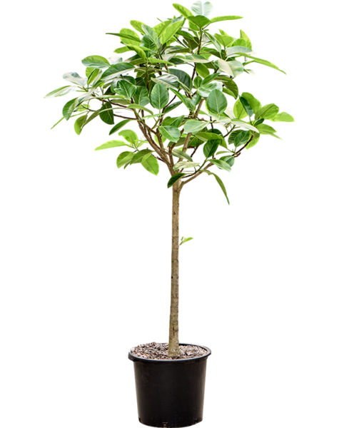Ficus